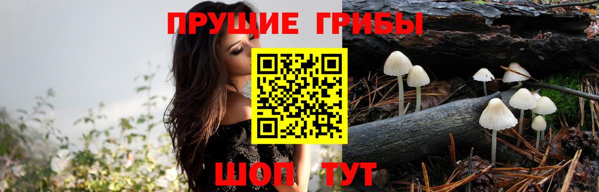 Тольятти  Псилоцибиновые грибы мицелий  Вход с VPN 